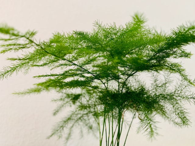 Dill is a rare ingredient in perfumery, but its unique, refreshing aroma 