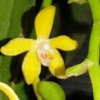 Fragrant Therapeutic Orchid Diploprora championii (Lindl) Hook. f.