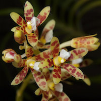 Fragrant Therapeutic Orchid Dipodium pandanum F.M.Bailey syn. Dipodium pictum (Lindl.) Rchb. f.