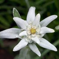 Edelweiss dried flower of this plant is often sold as souvenirs