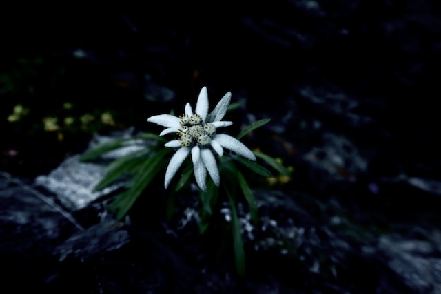 The Edelweiss flower has been depicted in literature and poetry for centuries