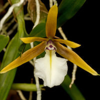 Encyclia Polybulbon  perfume ingredient at scentopia your orchids fragrance essential oils