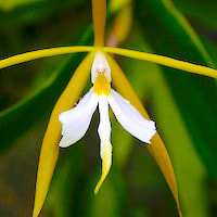 Epidendrum Nocturnum - ​Used in Fresh 4 (Men) for Team building Perfume workshop​