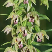 Epipactis helleborine (L.) Crantz. Therapeutic Fragrant Orchid 