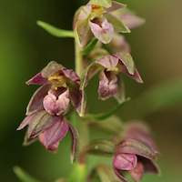 Epipactis helleborine, var. helleborine Therapeutic Fragrant Orchid syn. Epipactis teneii Schltr.