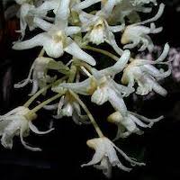 Eria bractescens Lindl. Therapeutic Fragrant Orchid 