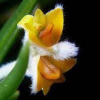 Eria Pannea perfume ingredient at scentopia your orchids fragrance essential oils