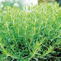 Tarragon, is perennial herb