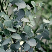 Eucalyptus can be found as a top notes in perfumes