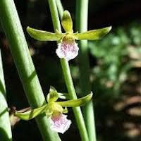 Eulophia graminea Lindl.  perfume ingredient at scentopia your orchids fragrance essential oils