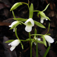 Eulophia herbacea Lindl. Therapeutic Fragrant Orchid 