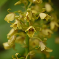 Eulophia ochreata Lindl. Therapeutic Fragrant Orchid 