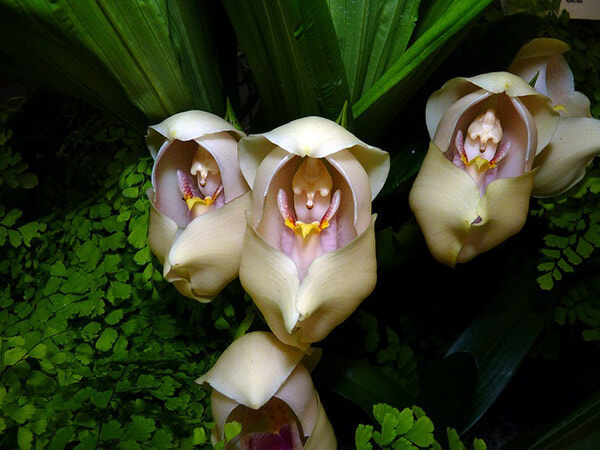 Eulophia ochreata Lindl perfume ingredient at scentopia your orchids fragrance essential oils