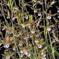  Therapeutic Fragrant Orchid Eulophia pratensis Lindl. syn. Eulophia ramentacea Wight