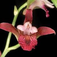  Therapeutic Fragrant Orchid Eulophia spectabilis (Dennst.) Suresh