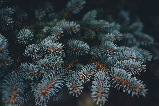 Fir trees have been used for their therapeutic properties