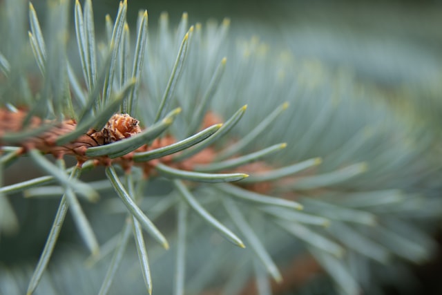 The scent of fir trees is often described as fresh, piney, and woodsy