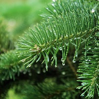 ​Fir Needle for numerous health advantages such as wound healing 