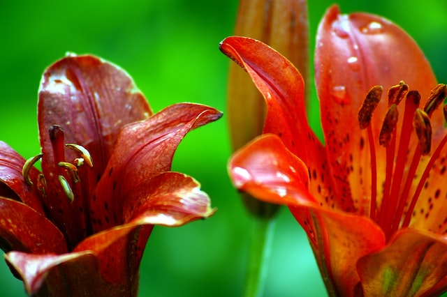 Gladiolus flowers do not have a strong scent,