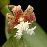 Flickingeria Fimbriata  perfume ingredient at scentopia your orchids fragrance essential oils