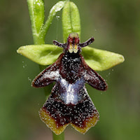 Ophrys insectifera​ perfume ingredient at scentopia your orchids fragrance essential oils