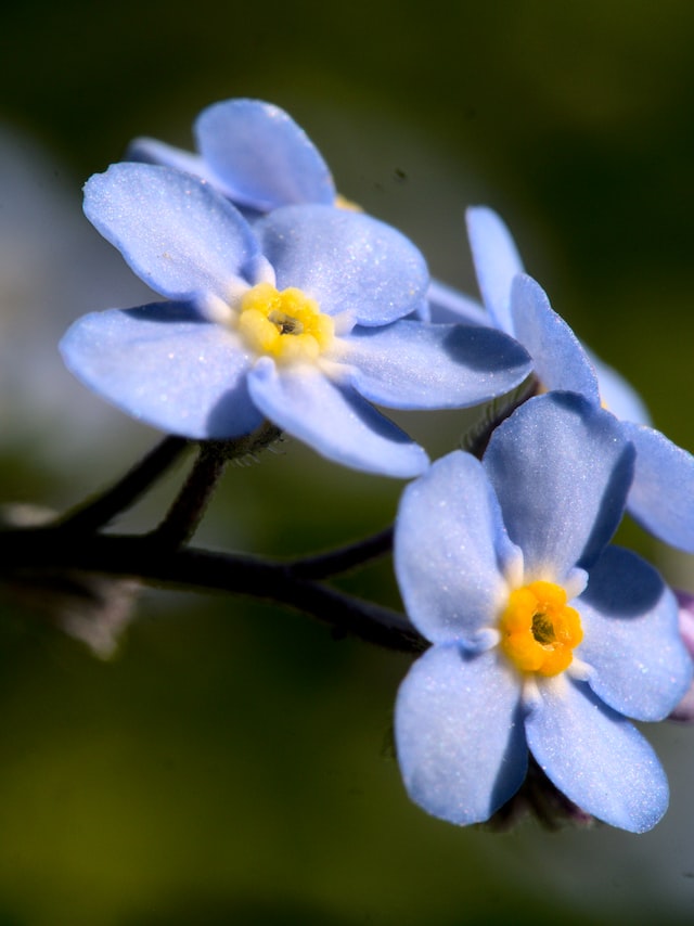 forget me not plant has been used as a diuretic,