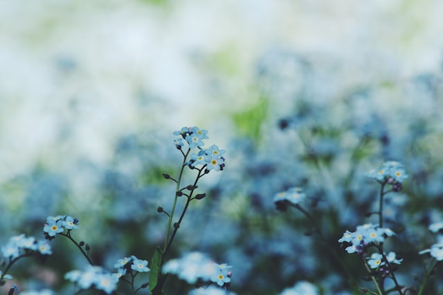 The delicate, fresh scent of forget-me-not can be used to add a subtle hint of sweetness to a perfume, and can be used to create a light, spring-like fragrance.