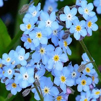 Forget-me not is distinguished by its beautiful flowers and scent