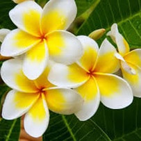 Frangipani flower has a slightly musky and exotic aroma fragrance