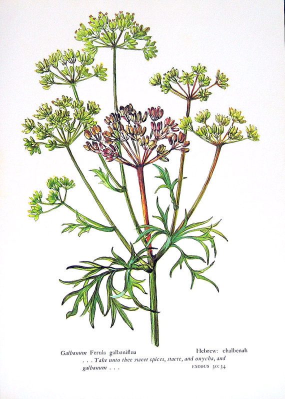 Galbanum is a resin obtained from certain species of ferula plan