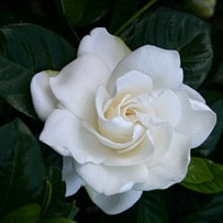 Gardenia flower oil has strong floral, sweet and alluring aroma.