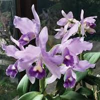 C [(gaskelliana x lawrenceana) x intermedia] Blau x Lc Mini Purple Blau perfume ingredient at scentopia your orchids fragrance essential oils