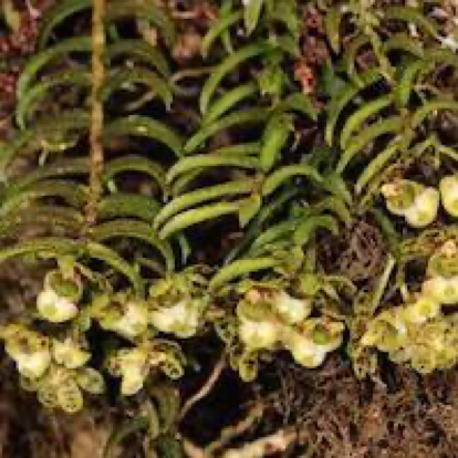 Gastrochilus distichus perfume ingredient at scentopia your orchids fragrance essential oils