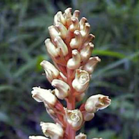 Gastrodia elata Blume Therapeutic Fragrant Orchid 