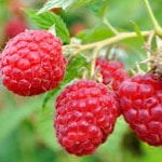 Rubus wallichii, commonly known as Red Raspberry
