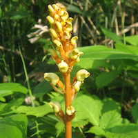 Genus: Gastrodia R. Br. Therapeutic Fragrant Orchid 