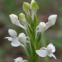 Genus: Habenaria Willd. Therapeutic Fragrant Orchid 