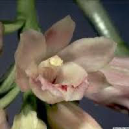 Geodorum densiflorum (Lam) Schltr. perfume ingredient at scentopia your orchids fragrance essential oils