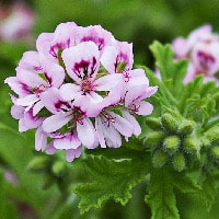 The Geranium oil is used in aromatherapy application