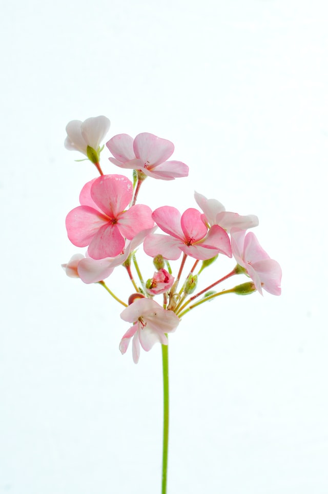Geranium is used as a middle note, contributing to the floral and spicy scent of the perfume.