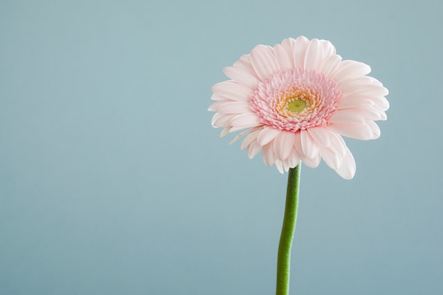Gerbera flowers have been depicted in many artworks, particularly in still life paintings