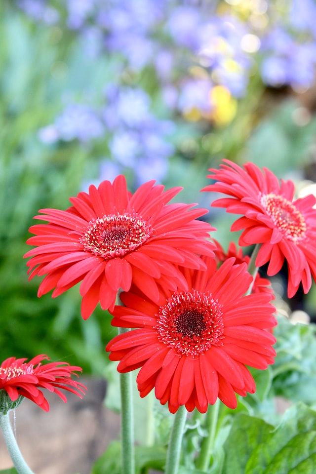 Gerbera flowers are used as a decorative element 