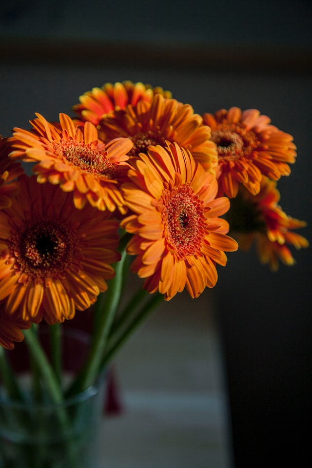 Some gerbera varieties have a subtle, sweet smell, but it is not as pronounced as in other flowers.