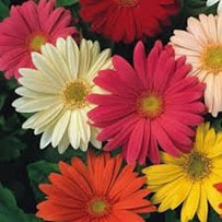 Gerbera flowers best known for its ability to purify indoor air, 