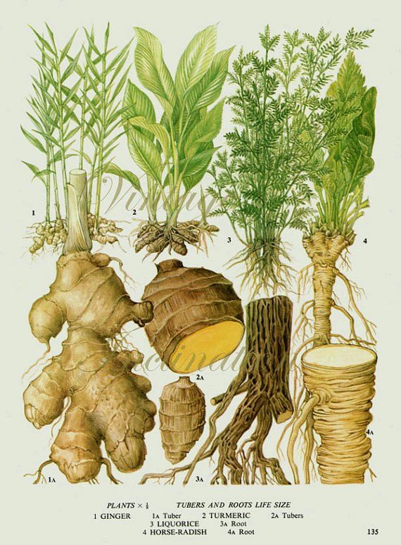 t is worth noting that Ginger is not native to Singapore but it is widely cultivated