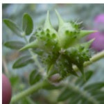Tribulus terrestris is an annual plant in the caltrop family Zygophyllaceae.