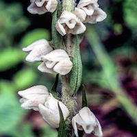 Goodyera brachysteia Hand. Mazz Therapeutic Fragrant Orchid 