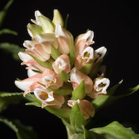 Therapeutic Fragrant Orchid Goodyera foliosa (Lindl.) Benth ex C.B. Clarke