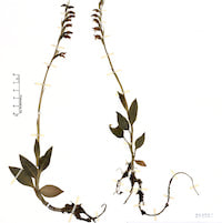 Goodyera kwangtungensis C.L. Tso Therapeutic Fragrant Orchid 