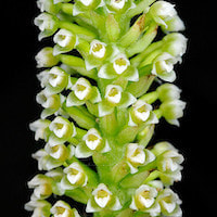  Therapeutic Fragrant Orchid Goodyera procera (Ker-Gawl.) Hook.